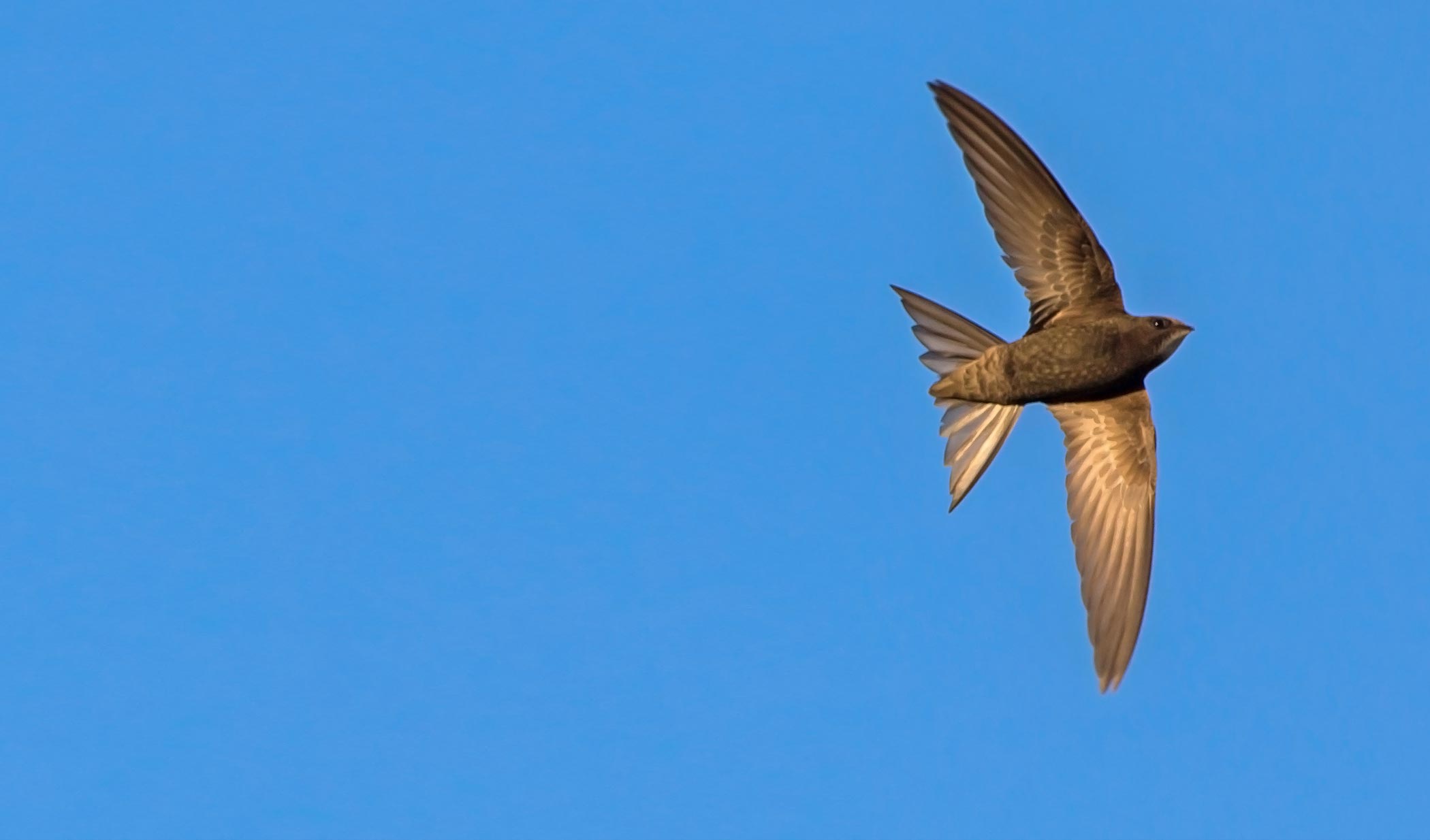 Black swift | Pathtrack