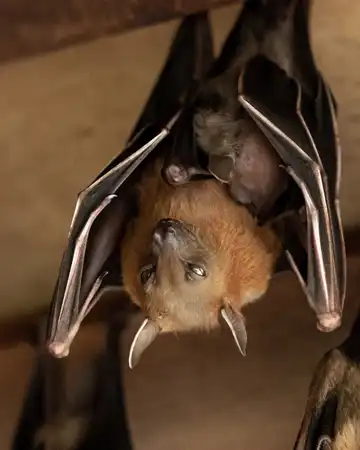 Bats